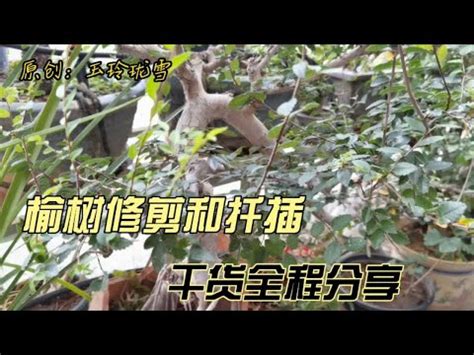 斑葉榆樹照顧|【榆樹照顧】榆樹養護秘訣大公開！從種植到開花，全方位照顧指。